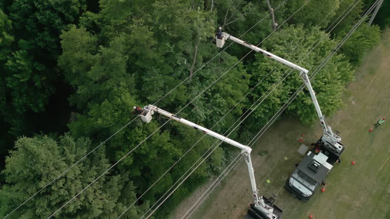 Best Tree Maintenance Programs  in Port Dickinson, NY