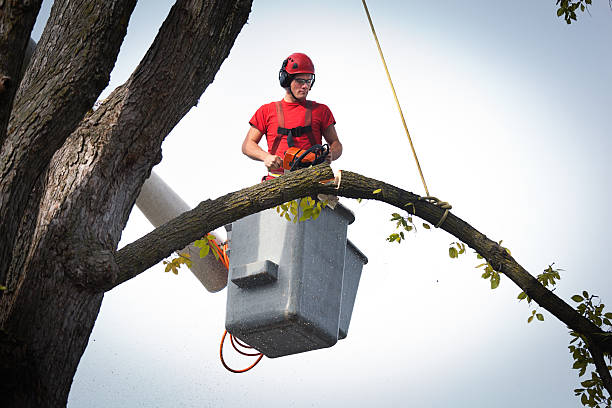 Best Utility Line Clearance  in Port Dickinson, NY